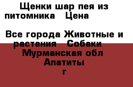 Щенки шар-пея из питомника › Цена ­ 15 000 - Все города Животные и растения » Собаки   . Мурманская обл.,Апатиты г.